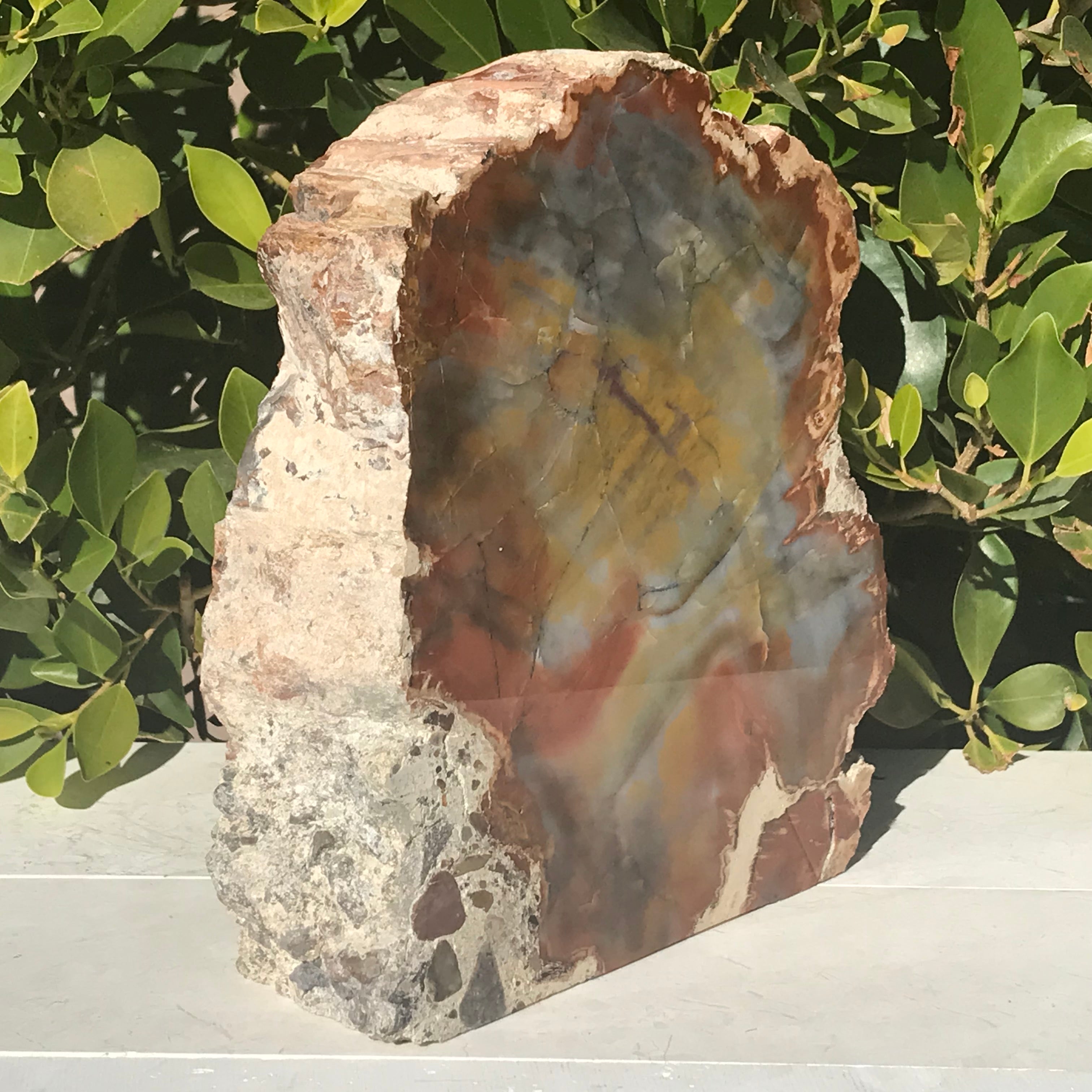 Prismatic Rainbow Petrified Wood Slab.