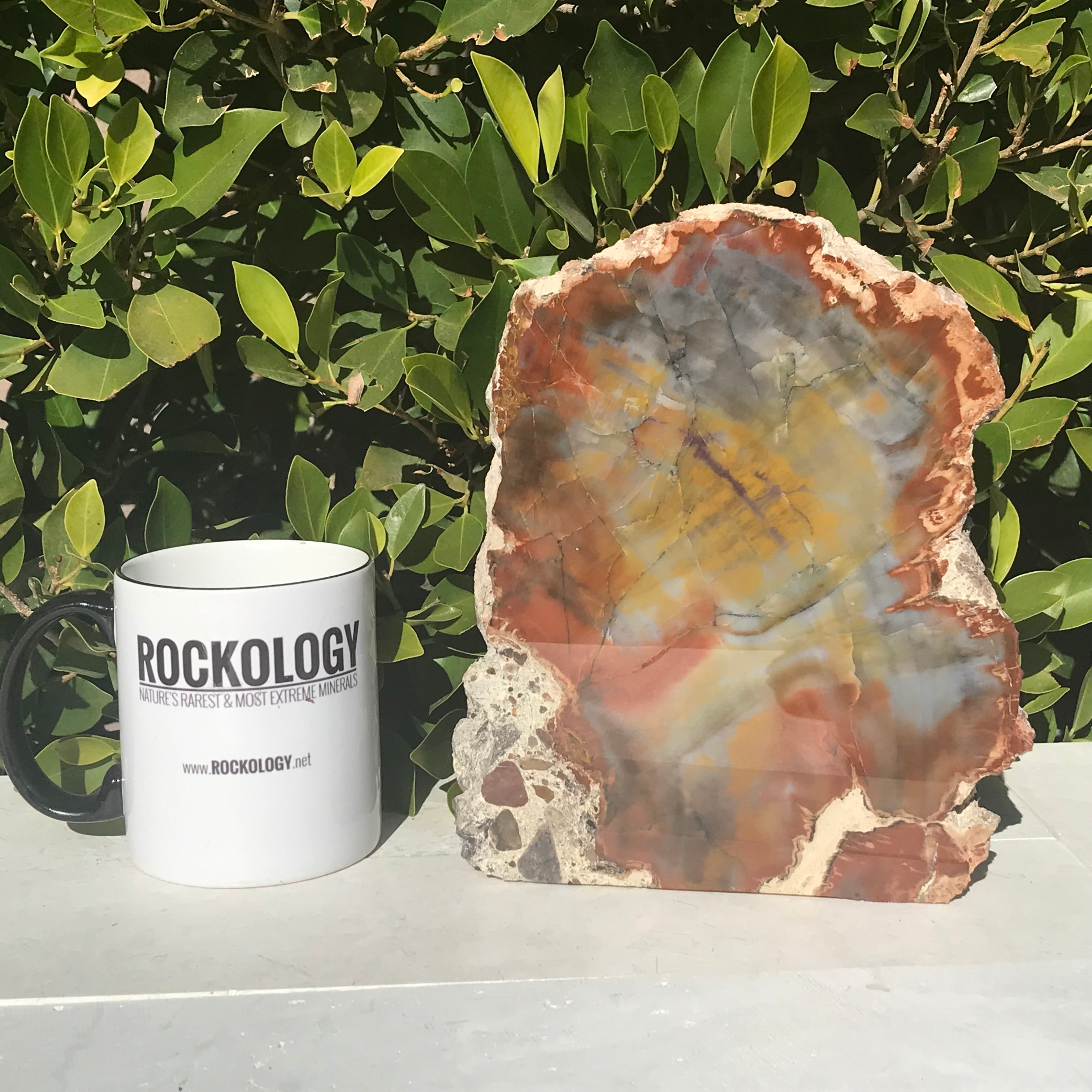 Prismatic Rainbow Petrified Wood Slab.