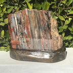 Bold Banded Arizona Rainbow Petrified Wood Slab