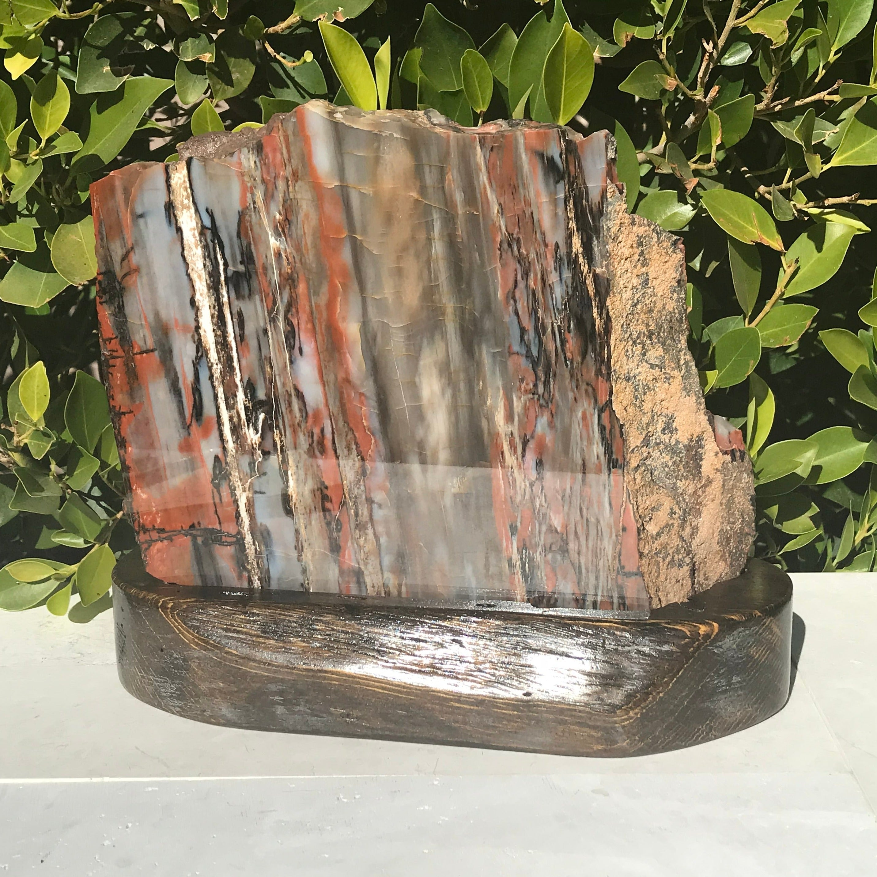 Bold Banded Arizona Rainbow Petrified Wood Slab