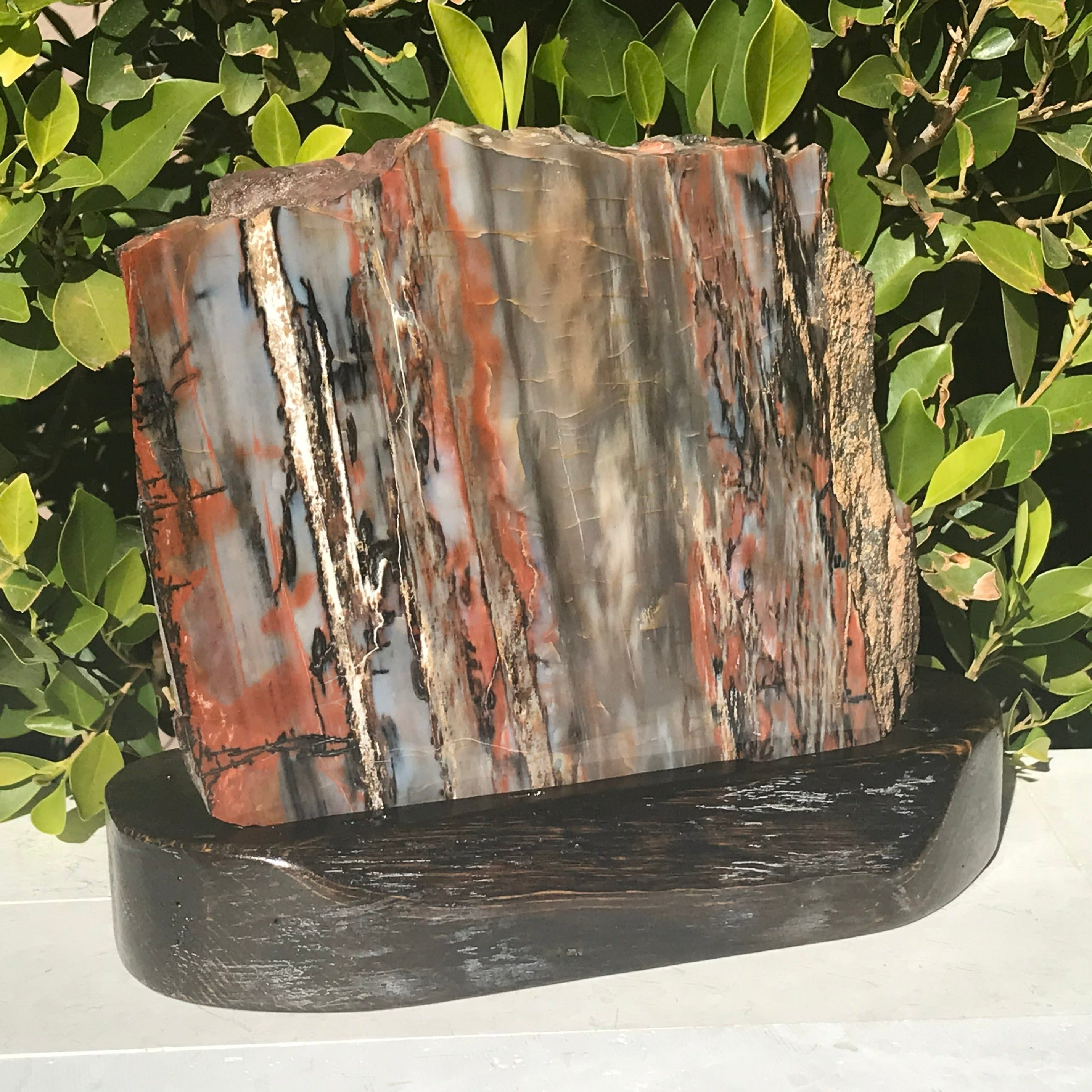 Bold Banded Arizona Rainbow Petrified Wood Slab