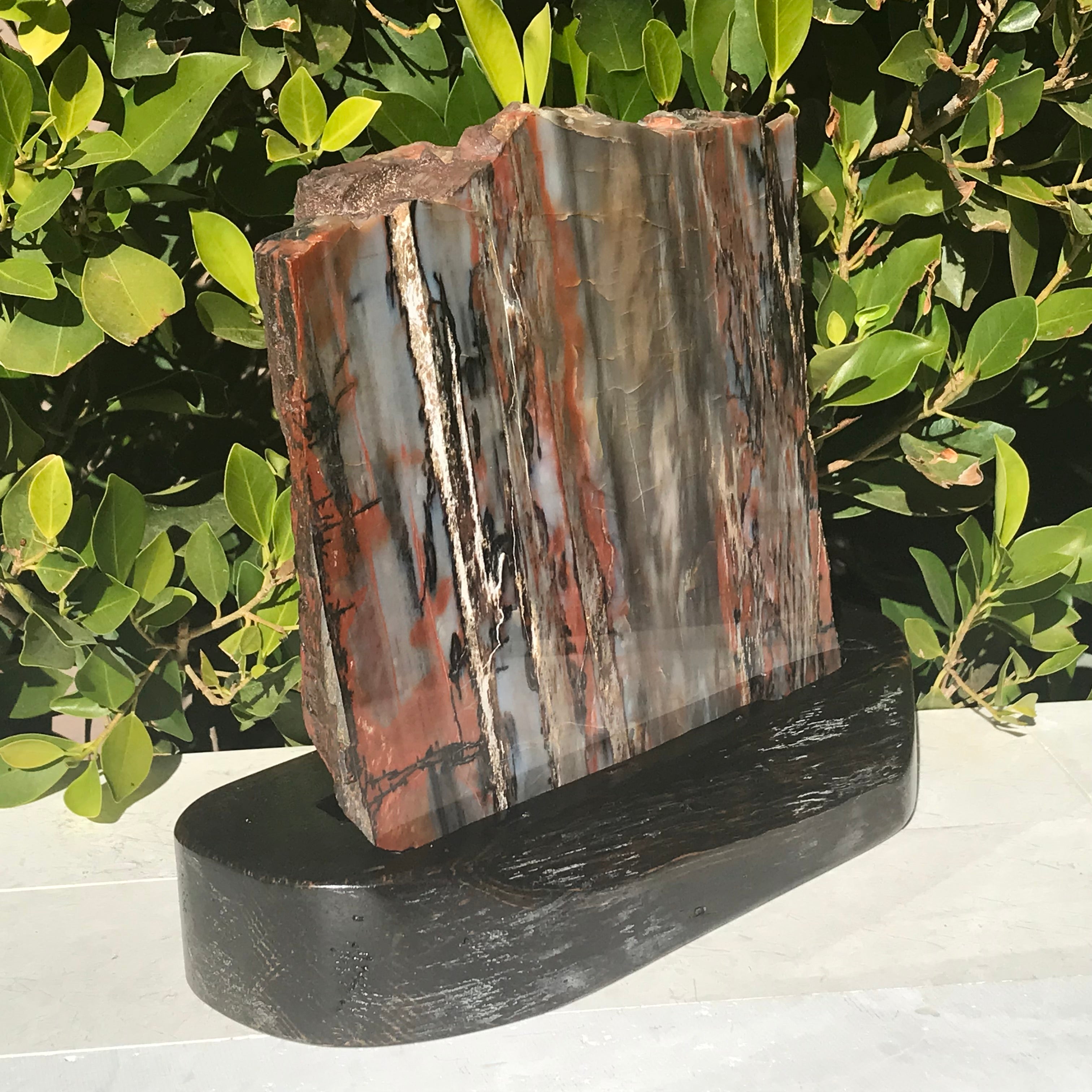 Bold Banded Arizona Rainbow Petrified Wood Slab