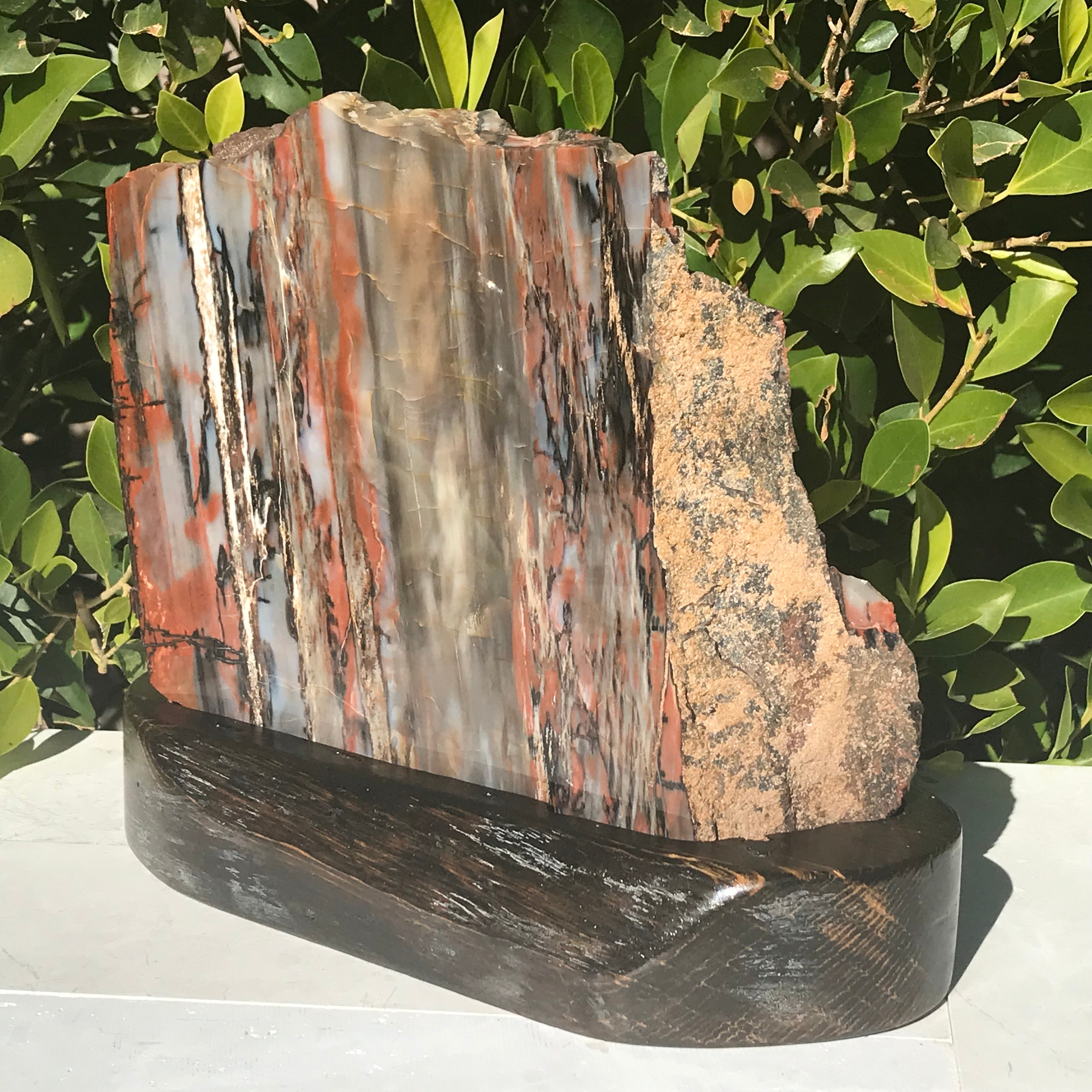 Bold Banded Arizona Rainbow Petrified Wood Slab