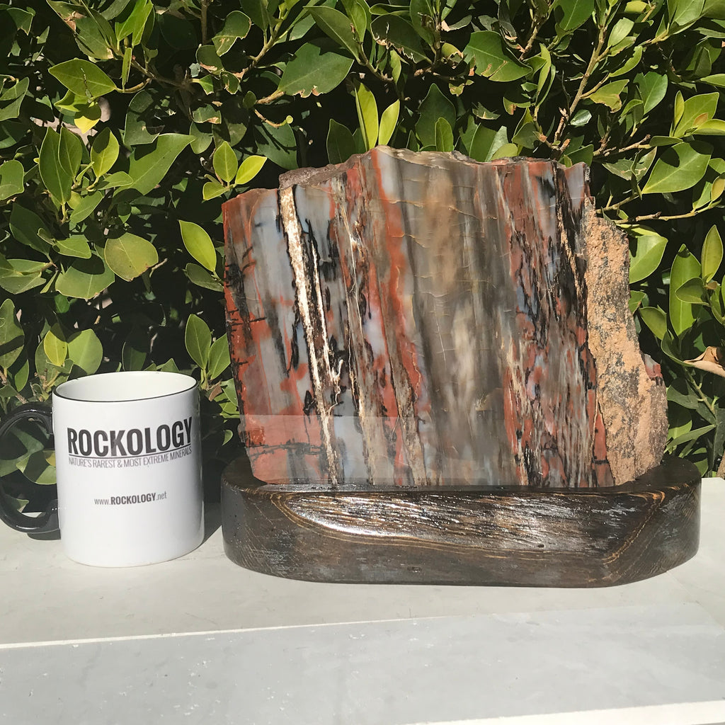 Bold Banded Arizona Rainbow Petrified Wood Slab