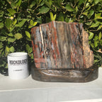 Bold Banded Arizona Rainbow Petrified Wood Slab
