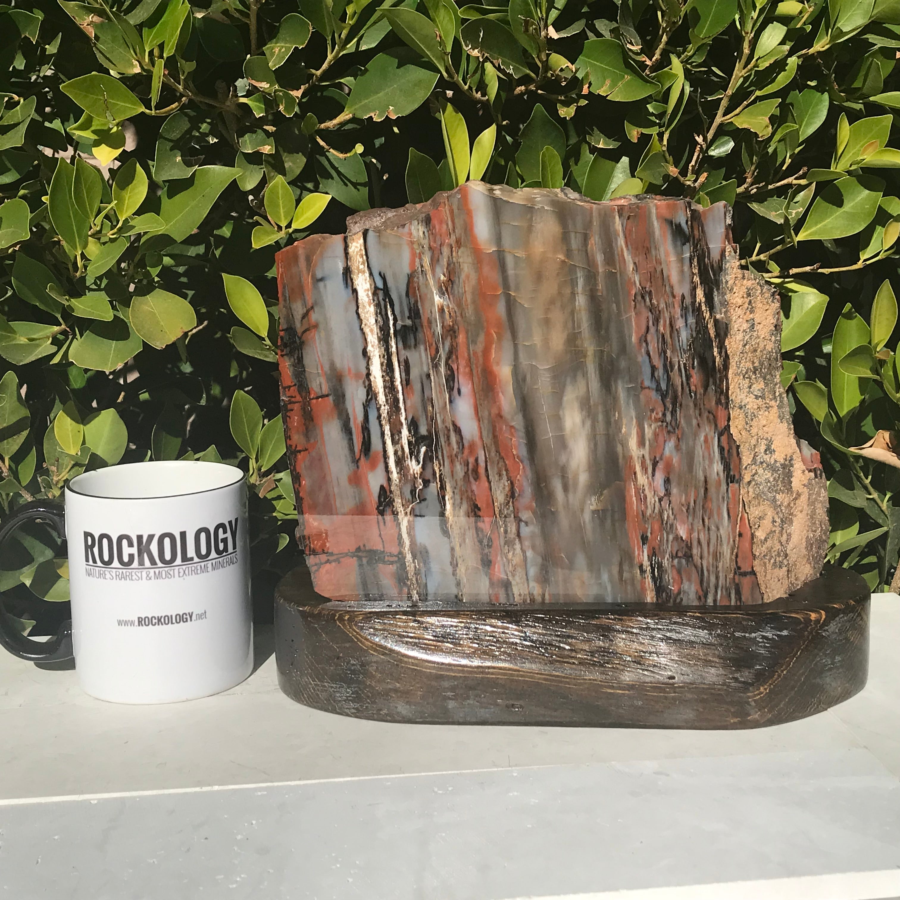 Bold Banded Arizona Rainbow Petrified Wood Slab