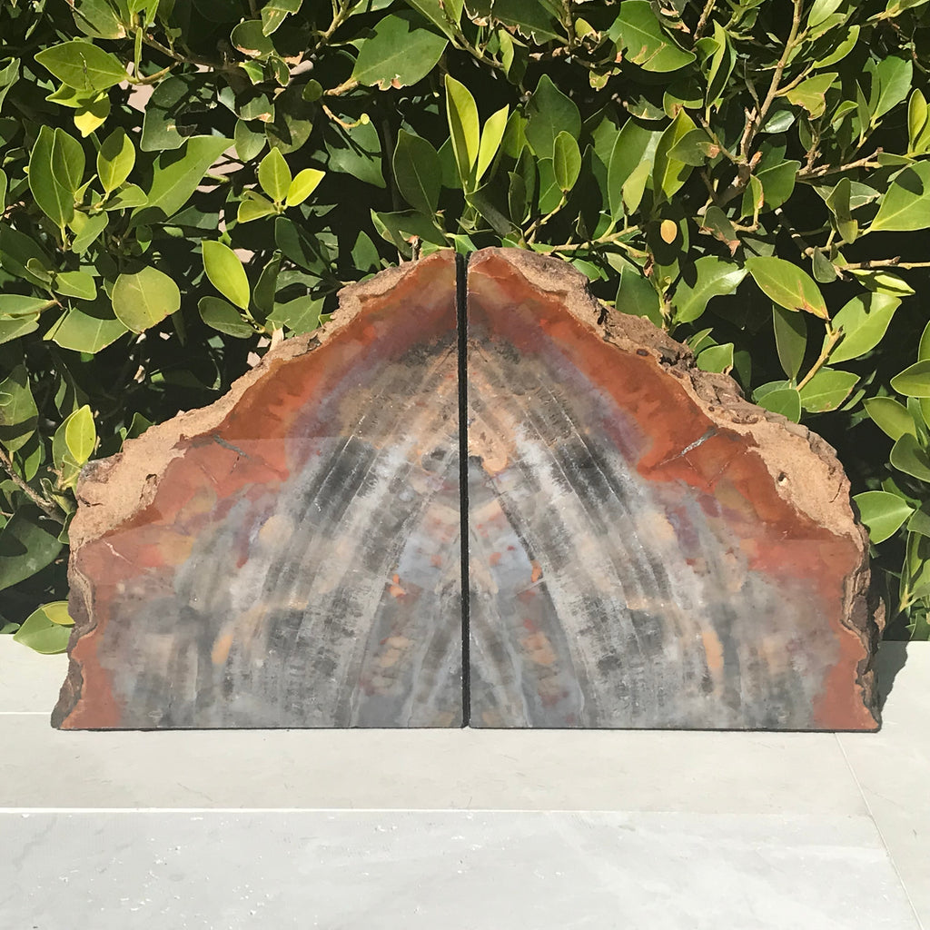 Pronounced Tree Rings Rainbow Petrified Wood Bookends