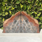 Pronounced Tree Rings Rainbow Petrified Wood Bookends