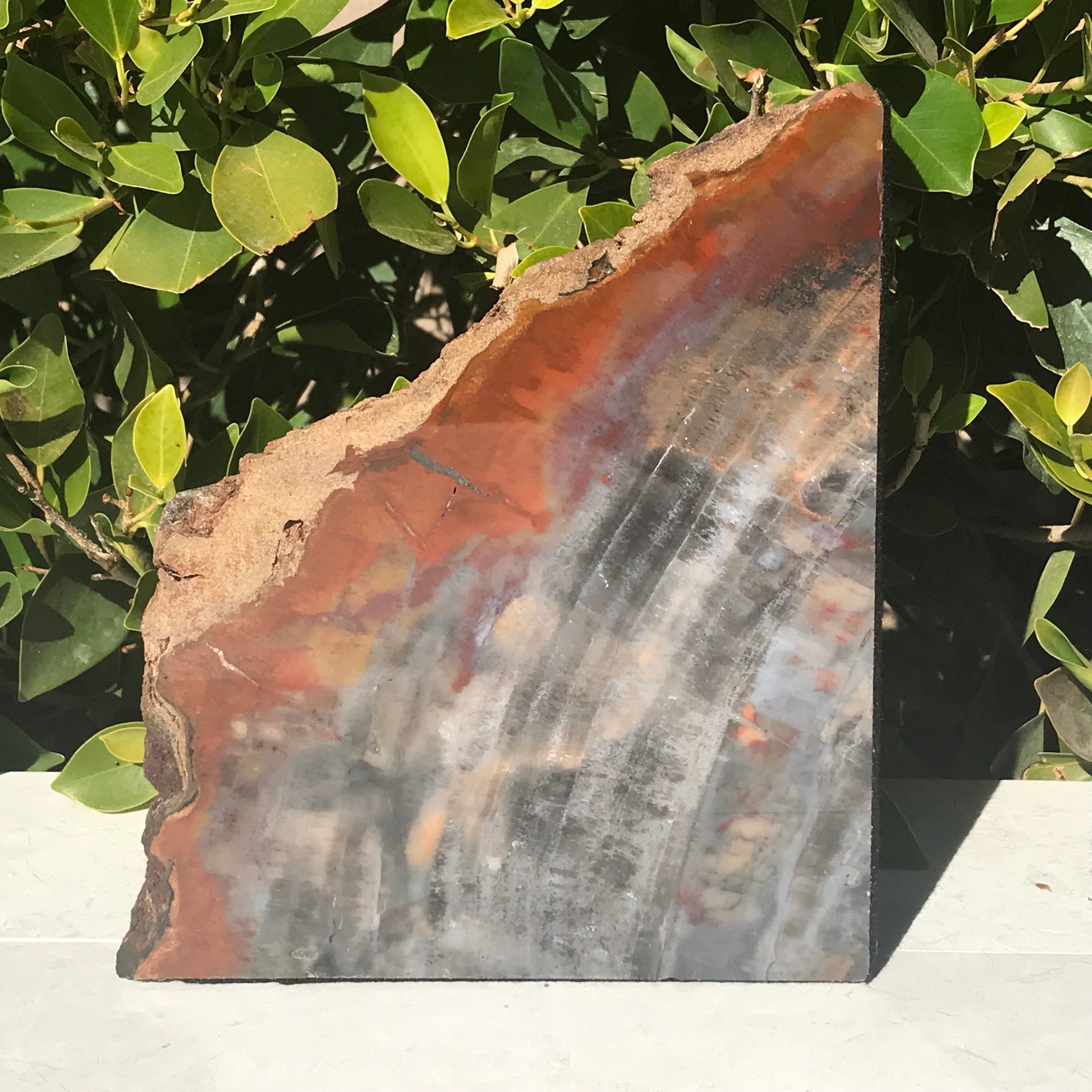 Pronounced Tree Rings Rainbow Petrified Wood Bookends