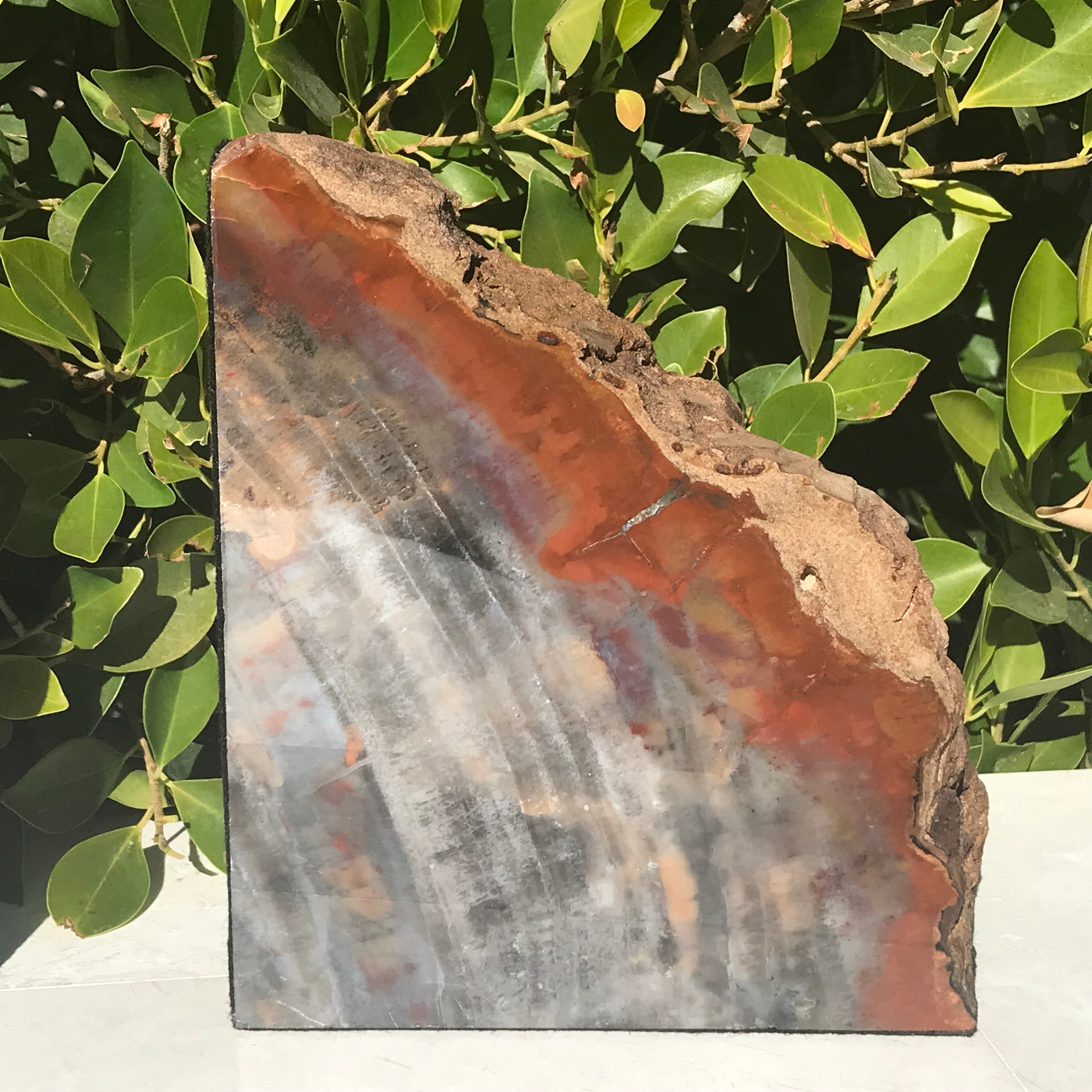 Pronounced Tree Rings Rainbow Petrified Wood Bookends