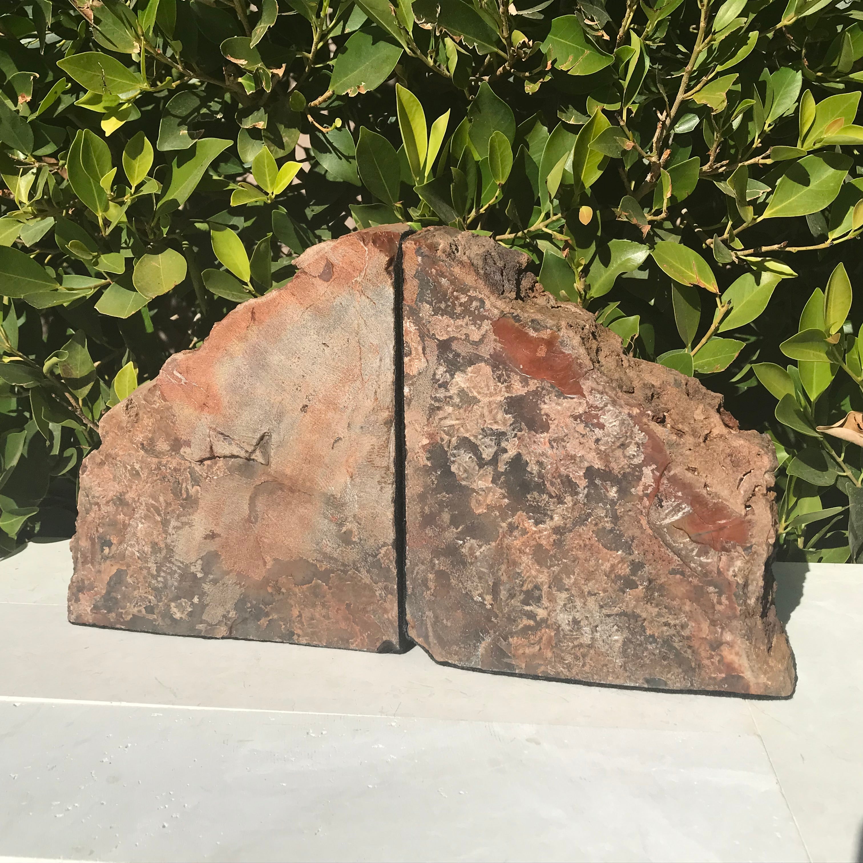 Pronounced Tree Rings Rainbow Petrified Wood Bookends