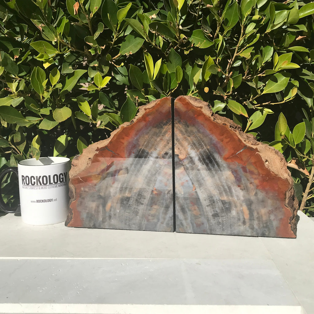 Pronounced Tree Rings Rainbow Petrified Wood Bookends