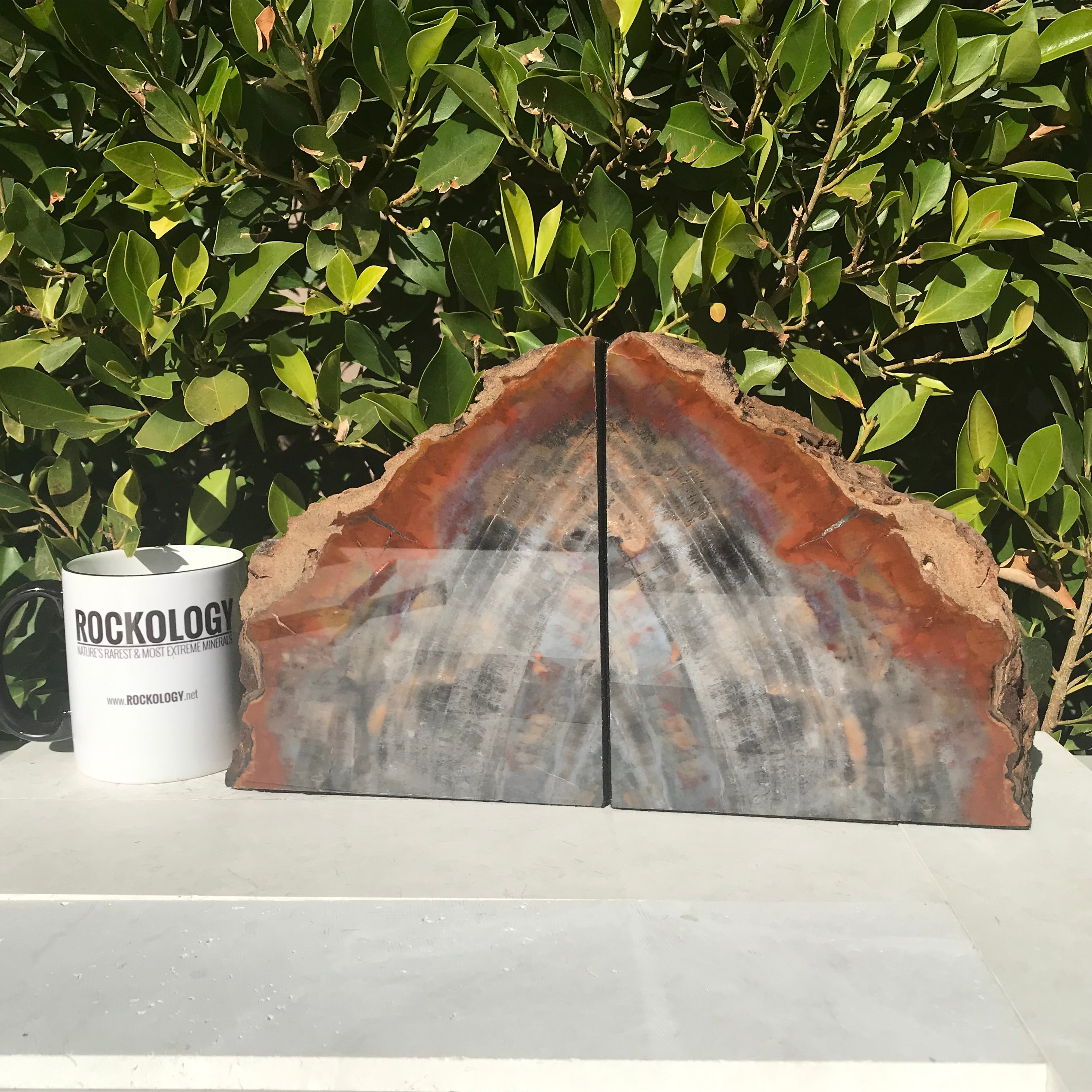 Pronounced Tree Rings Rainbow Petrified Wood Bookends