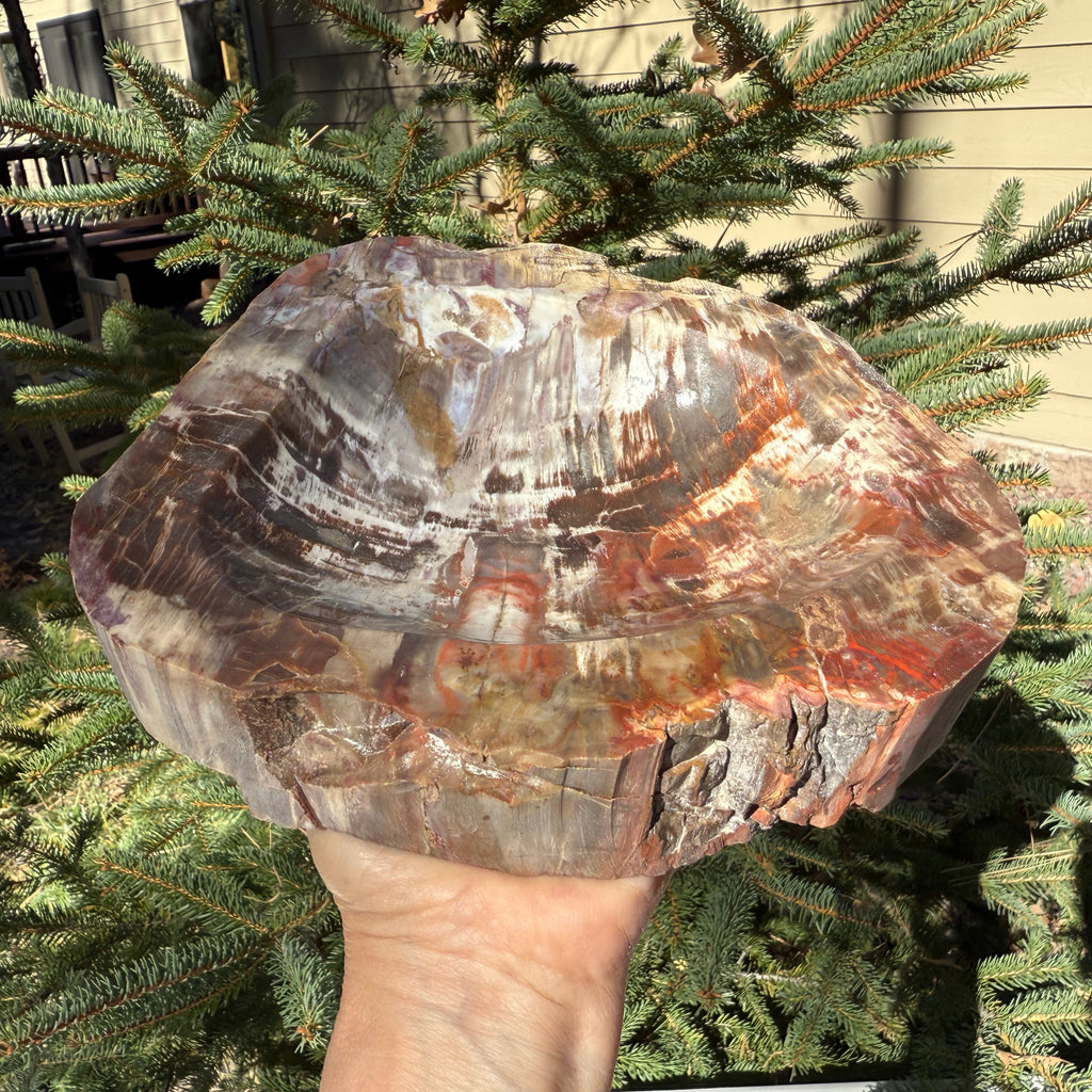 Boldly Patterned Petrified Wood Bowl