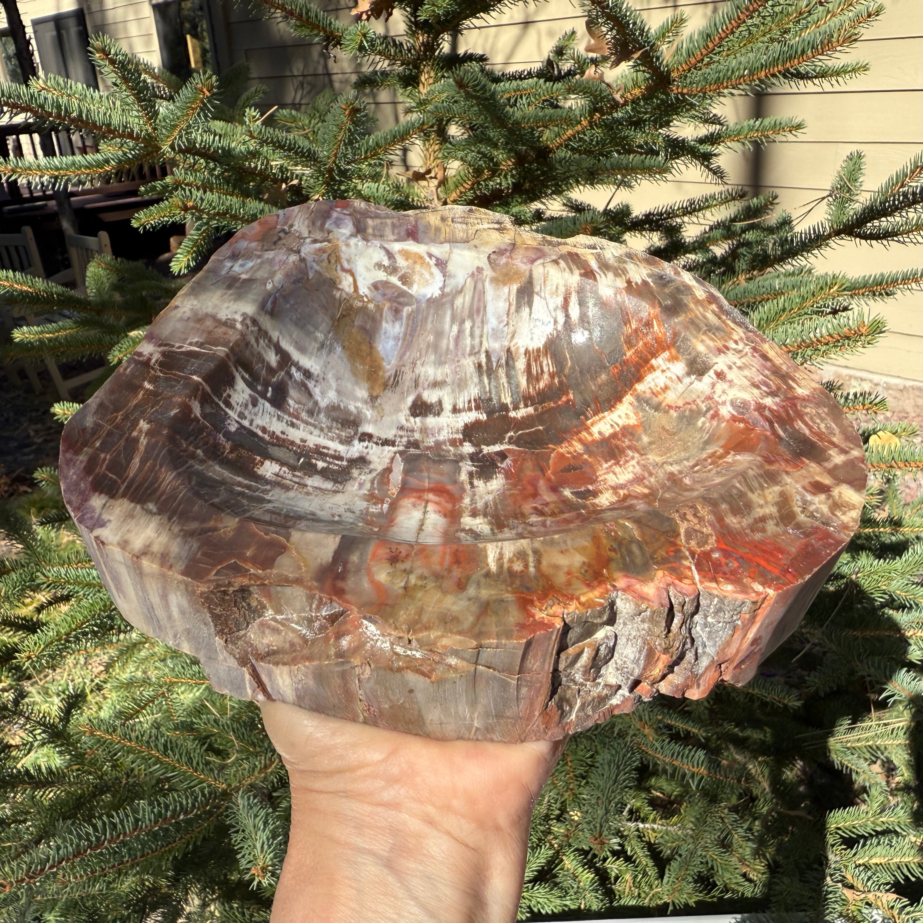 Boldly Patterned Petrified Wood Bowl