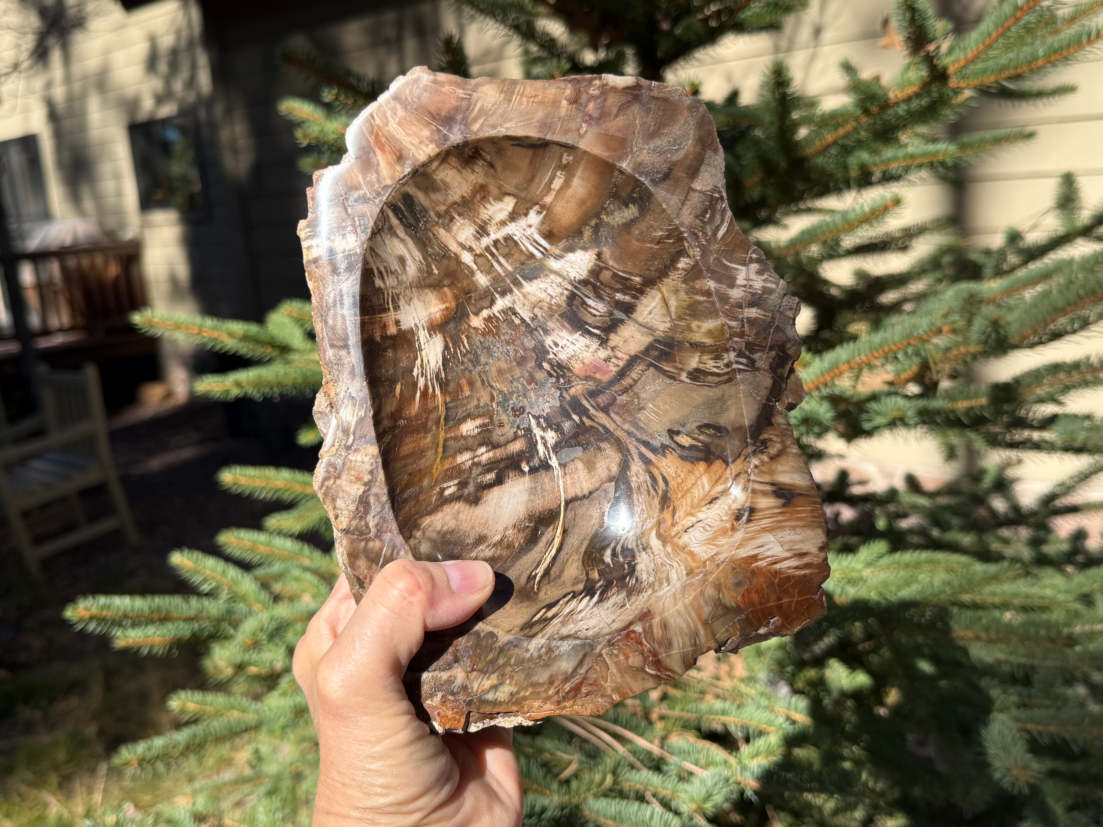 Boldly Striated Petrified Wood Bowl