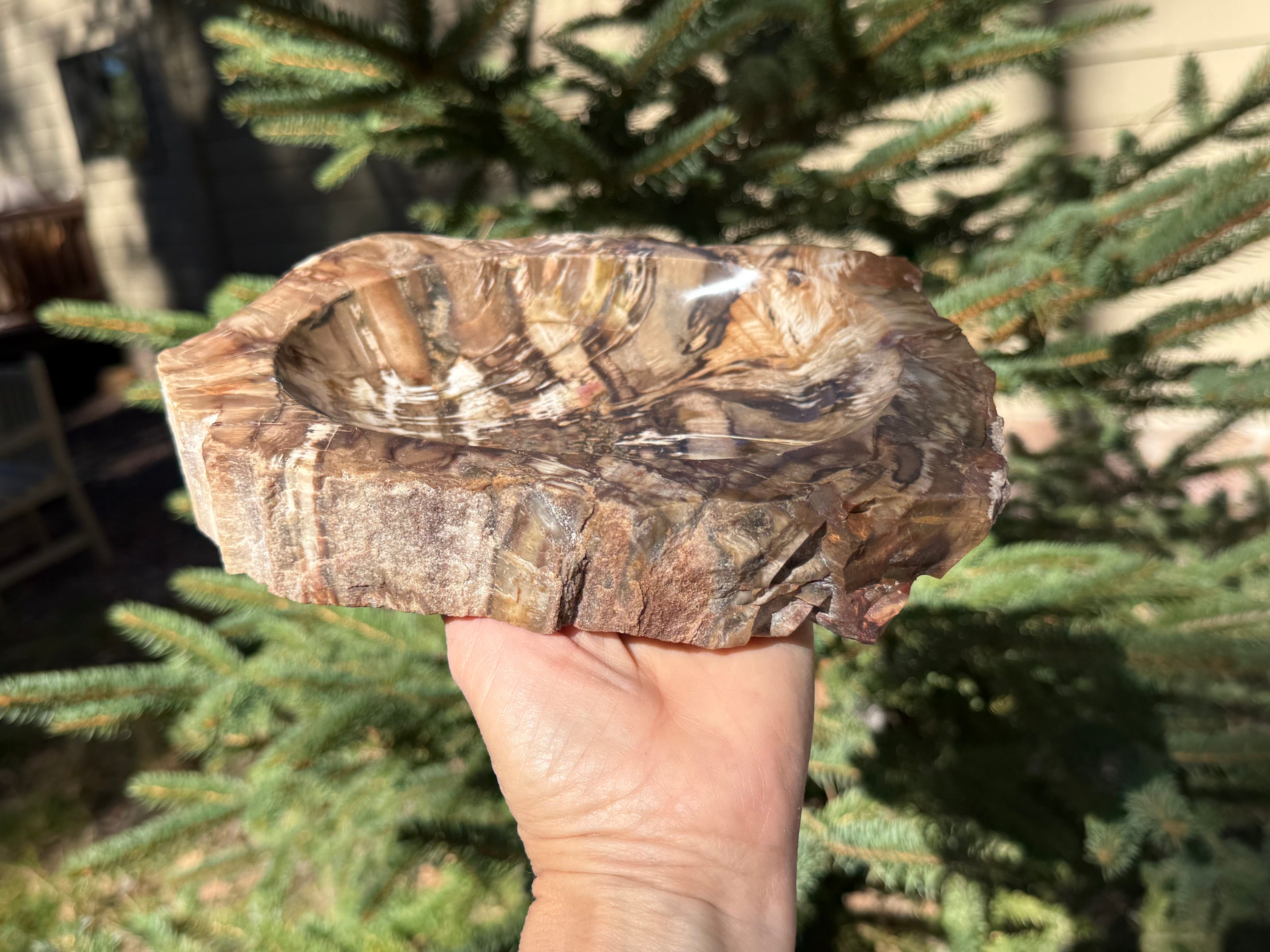 Boldly Striated Petrified Wood Bowl