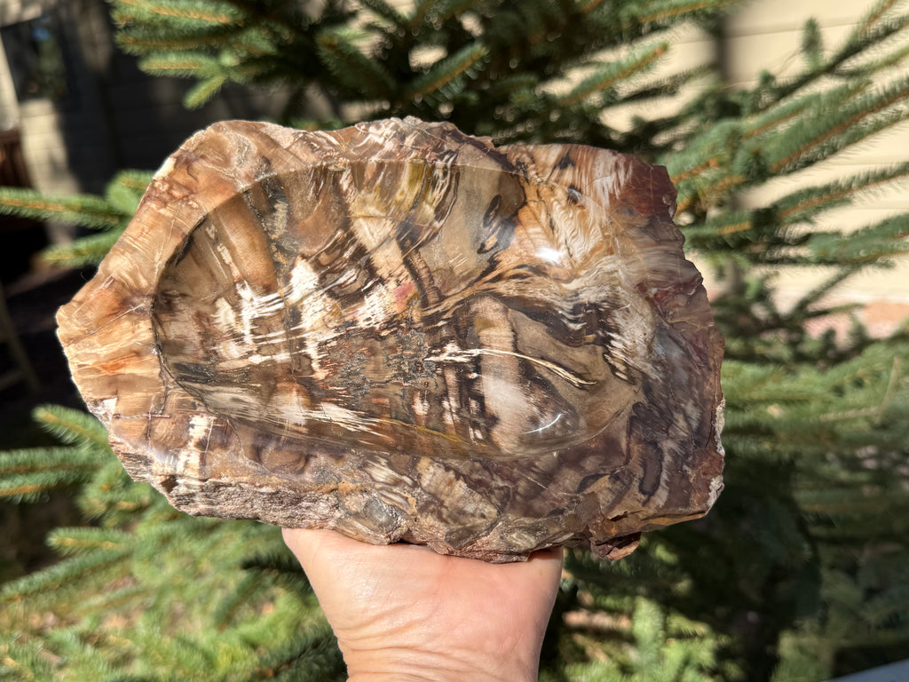 Boldly Striated Petrified Wood Bowl