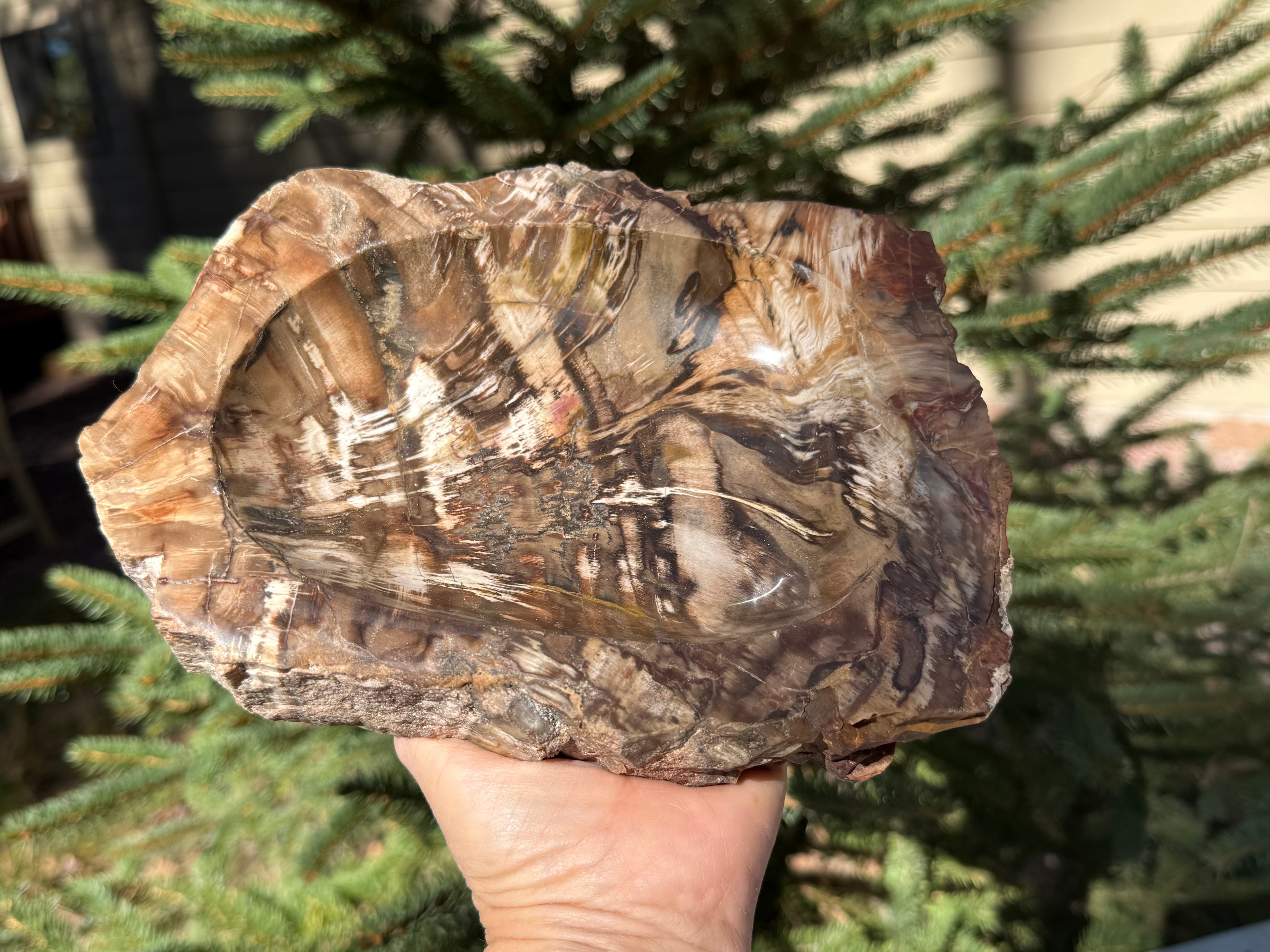 Boldly Striated Petrified Wood Bowl