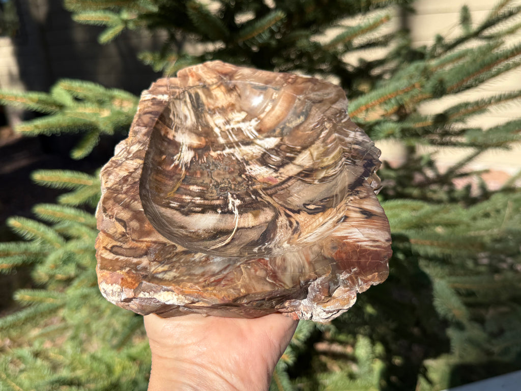 Boldly Striated Petrified Wood Bowl