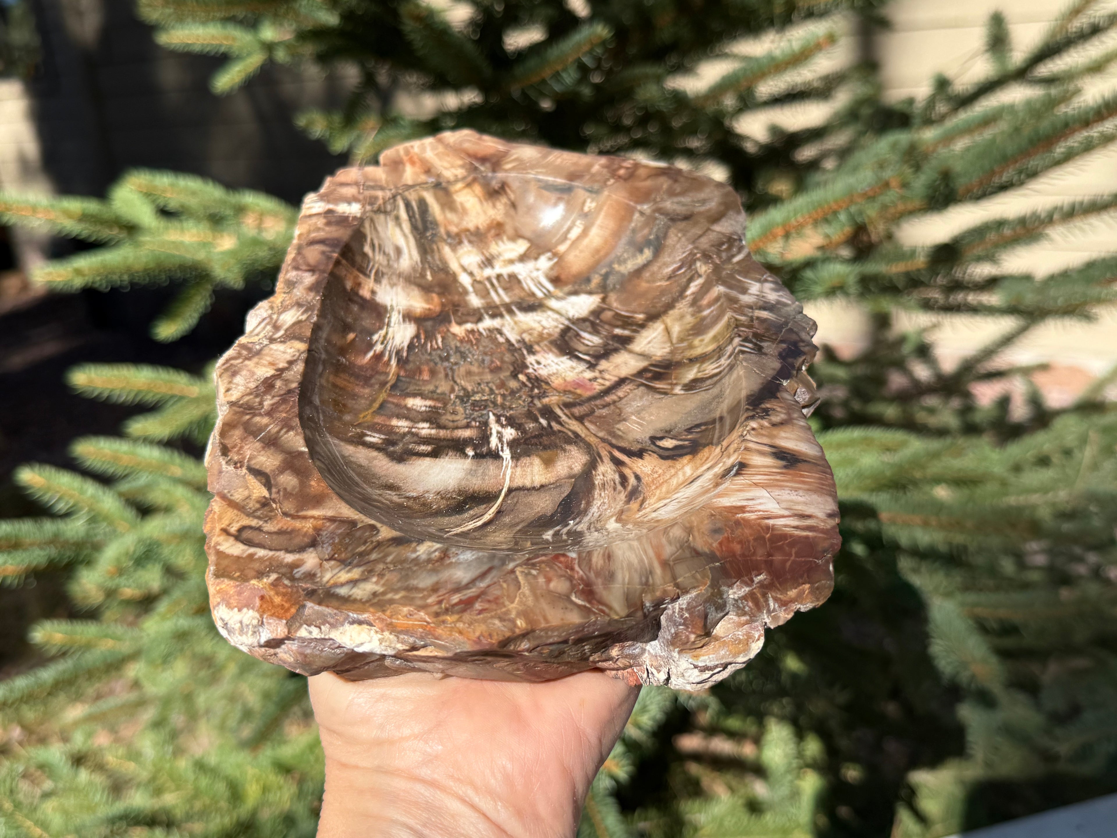 Boldly Striated Petrified Wood Bowl