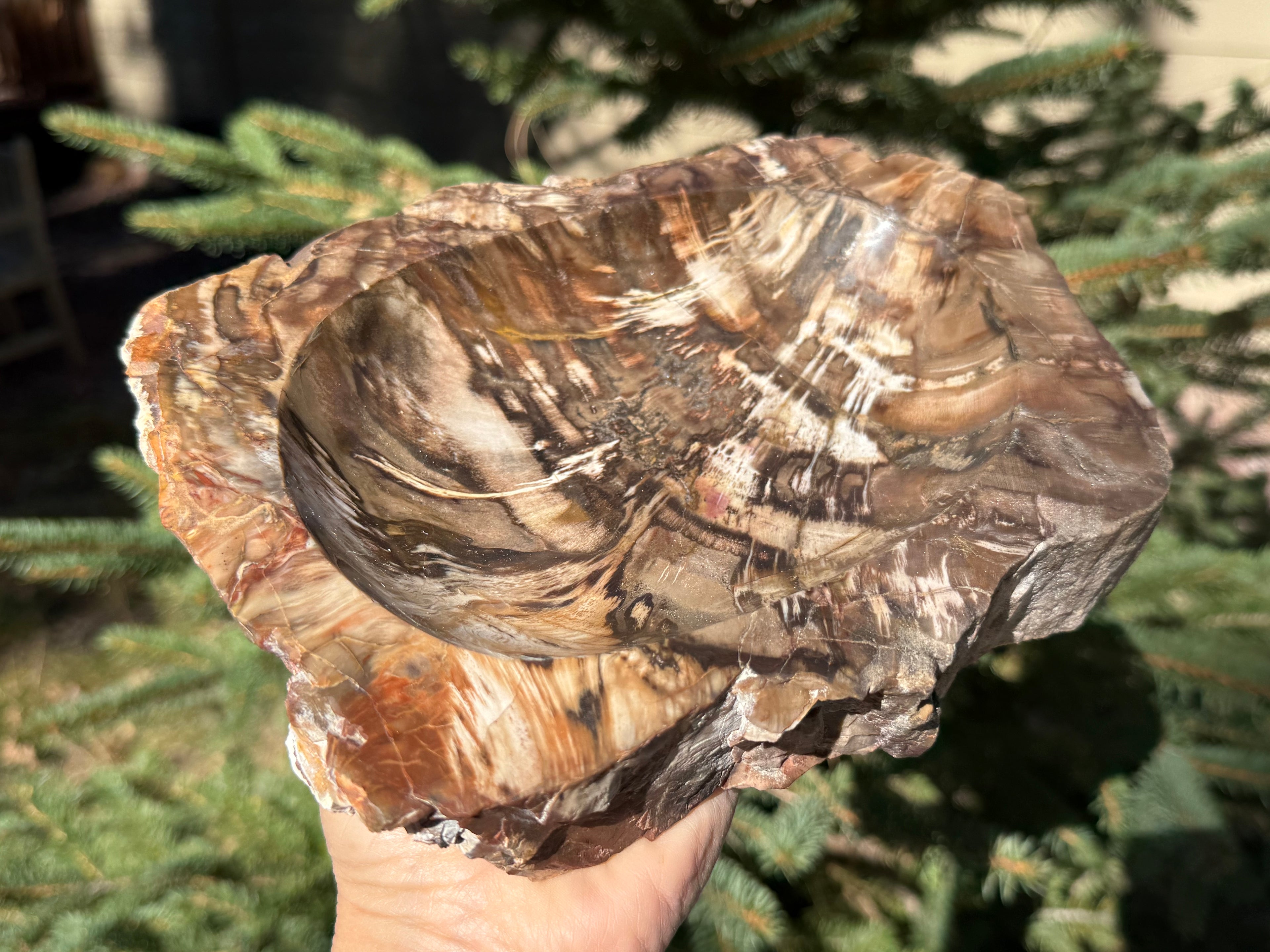 Boldly Striated Petrified Wood Bowl