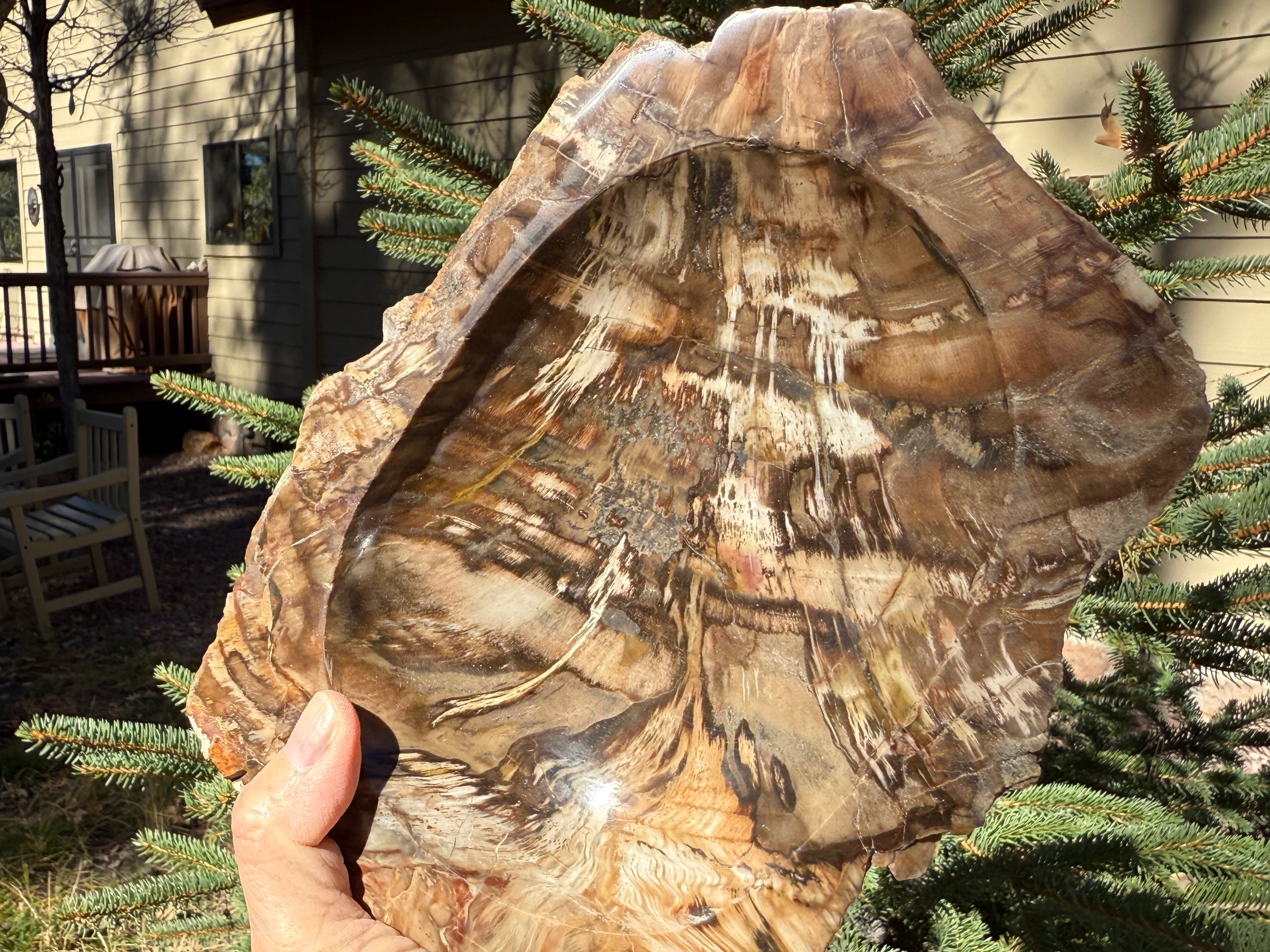 Boldly Striated Petrified Wood Bowl