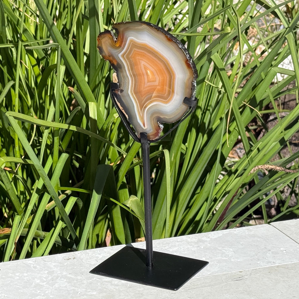 Fiery Concentric Banded Agate Slice on Pedestal Stand