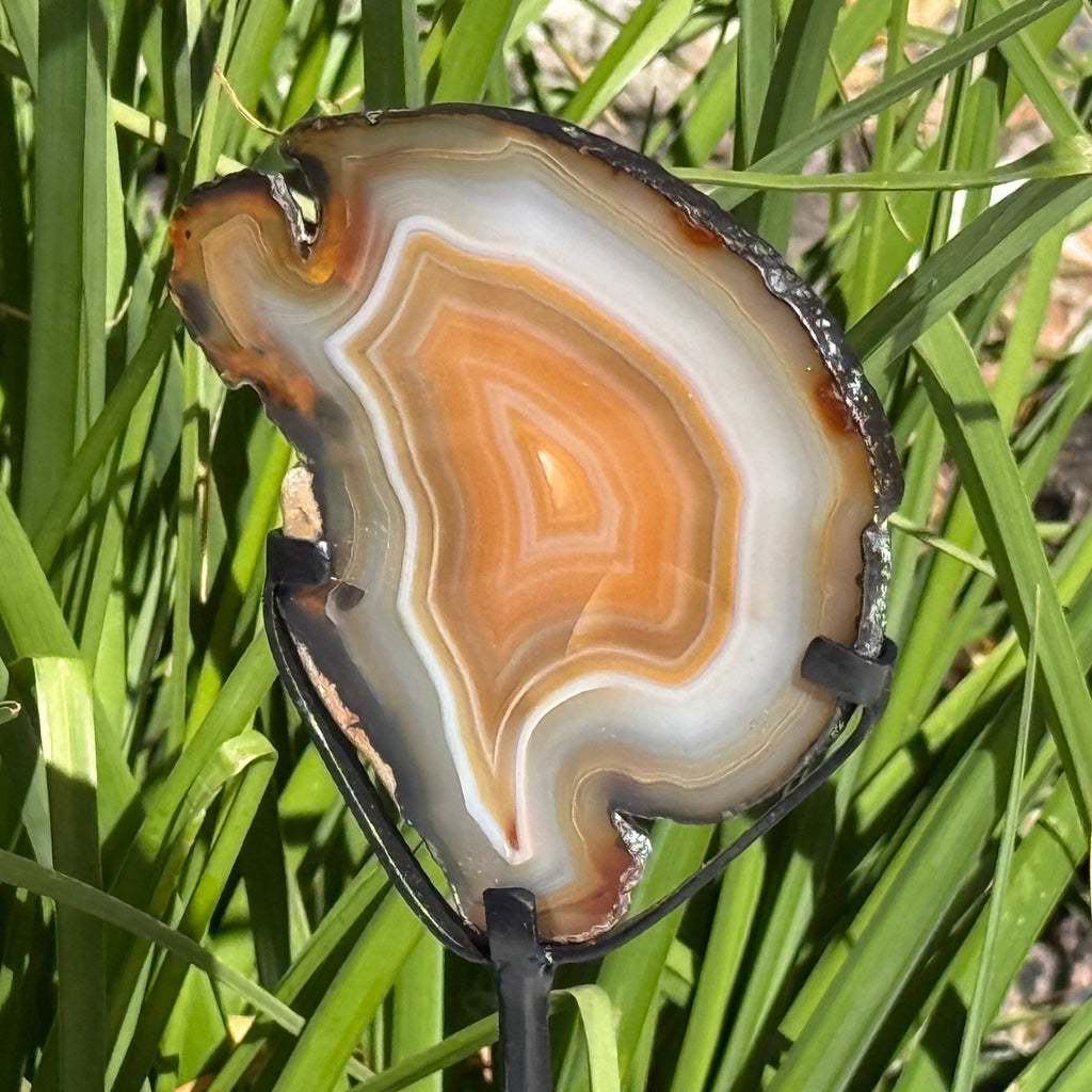 Fiery Concentric Banded Agate Slice on Pedestal Stand