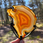 Fiery Concentric Banded Agate Slice on Pedestal Stand