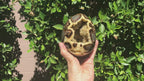 Polished Septanian Nodule