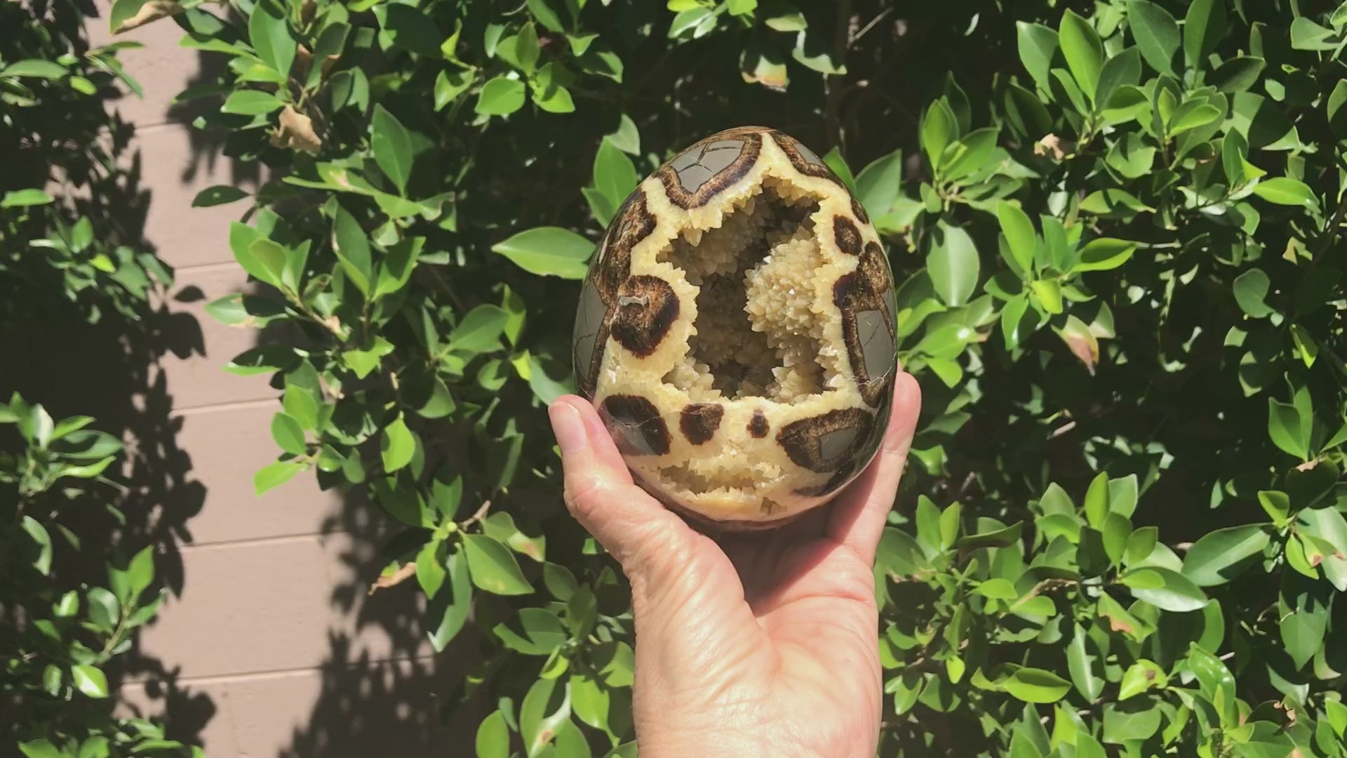 Polished Septanian Nodule
