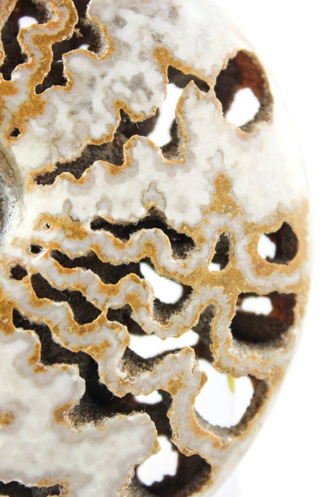 Ornate Ammonite Fossil