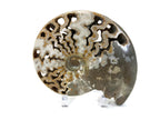 Ornate Ammonite Fossil