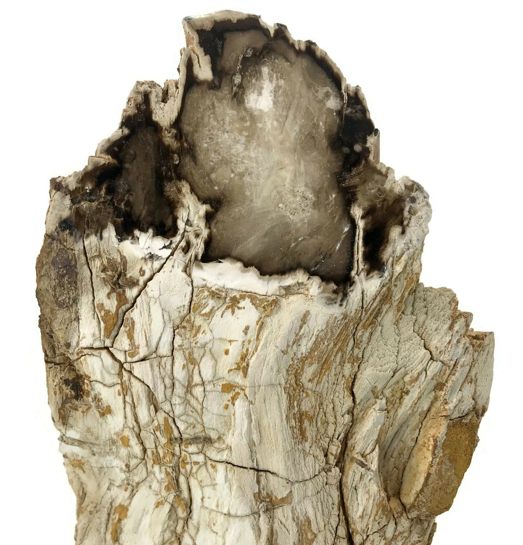 Washington State Petrified Wood Limb