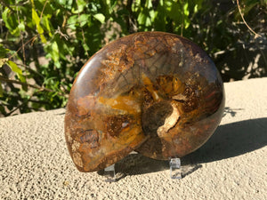 Red Iridescent Ammonite Fossil