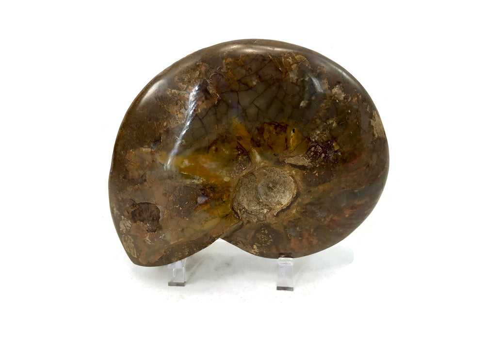 Red Iridescent Ammonite Fossil