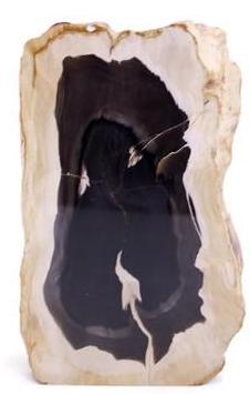 Petrified Palm Wood Slab