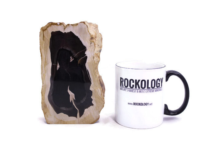 Petrified Palm Wood Slab