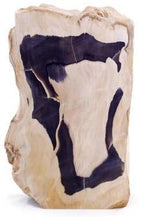 Petrified Palm Wood Slab