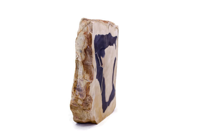 Petrified Palm Wood Slab