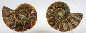 Ammonite Pair