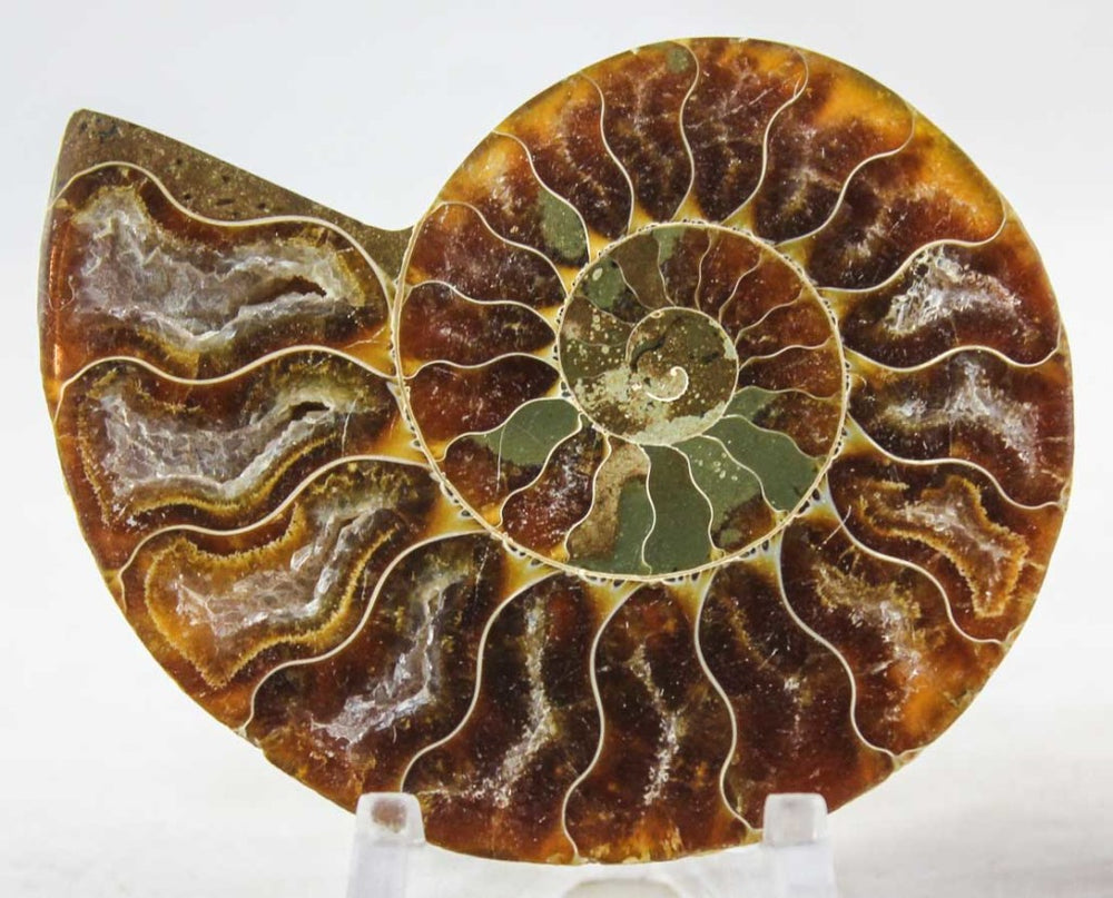 Ammonite Pair