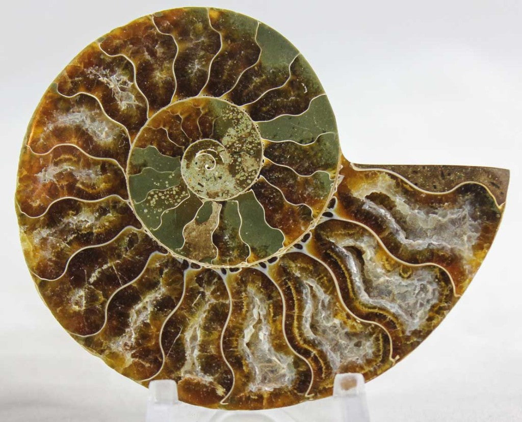 Ammonite Pair