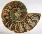 Ammonite Pair