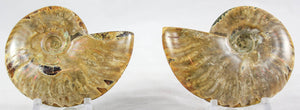 Ammonite Pair