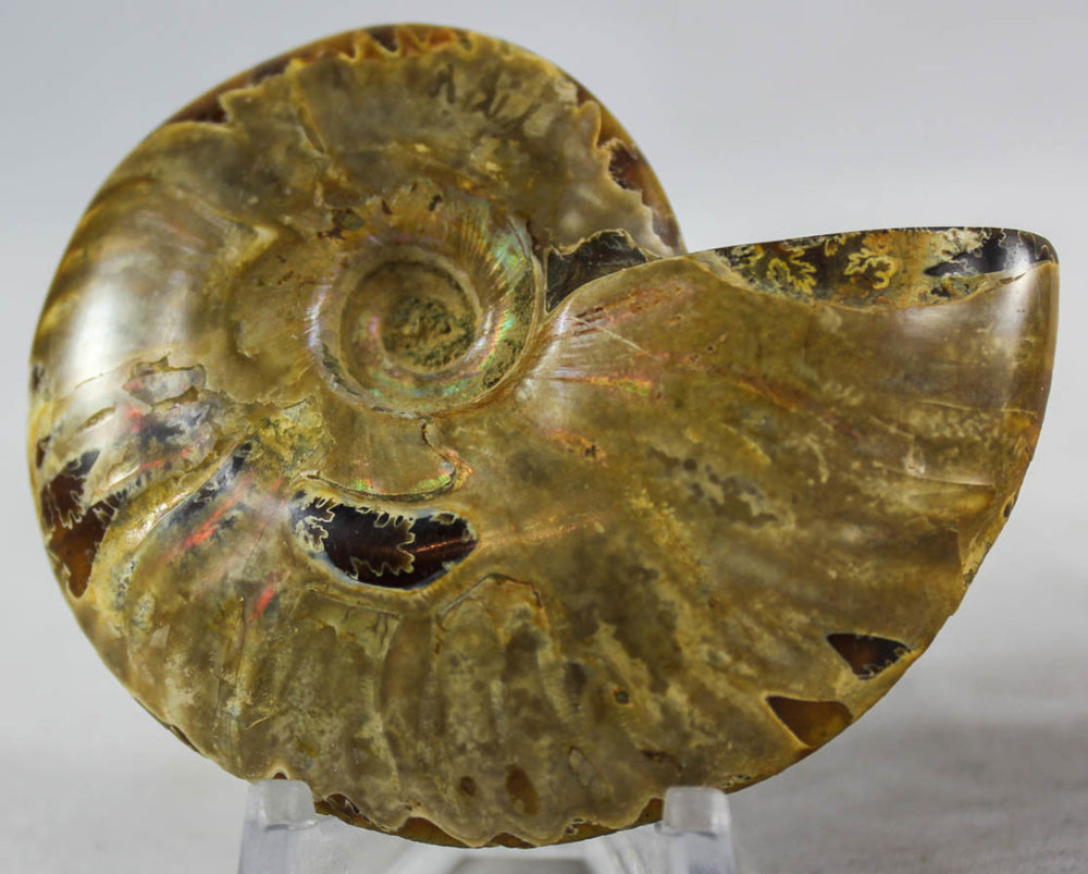 Ammonite Pair