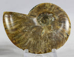 Ammonite Pair