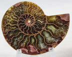 Ammonite Pair