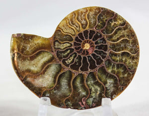 Ammonite Pair